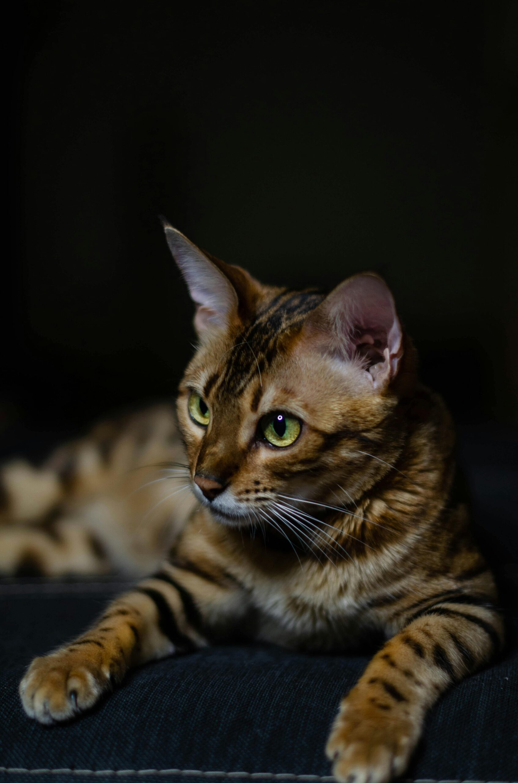 Gato Bengalí