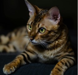 Leo