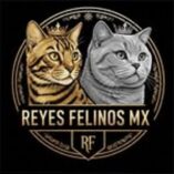 reyesfelinos.mx